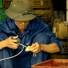 Improving lives and livelihoods through improved livestock&nbsp;health