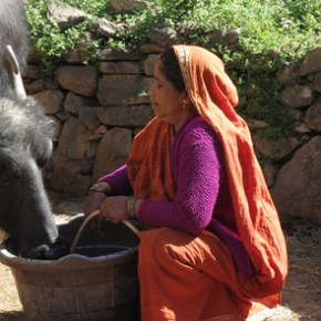 Why animals matter to human health and&nbsp;nutrition