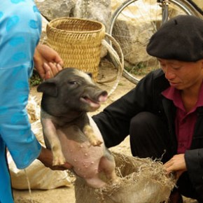 Protecting livestock breeds for&nbsp;people