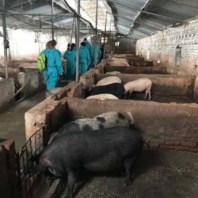 First-of-its-kind study assesses antibiotic use in Vietnamese pig&nbsp;farms