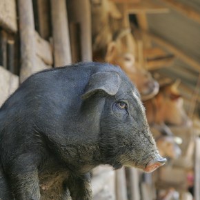 Urgent action needed to close the ‘livestock data gap’ to address poverty and food&nbsp;insecurity