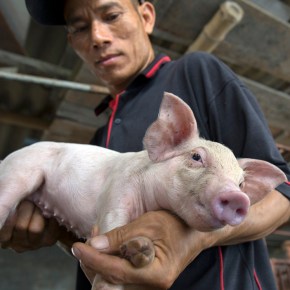 Vietnamese partners further deliberate on setting up a One Health research centre for better policy&nbsp;impacts