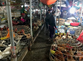 Collaborators begin new One Health study of avian influenza viruses in&nbsp;Vietnam