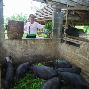 Regional experts join forces to improve smallholder pig sector in Asia and the&nbsp;Pacific