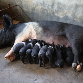 More research on African swine fever is urgently needed: No cure, no vaccine and no treatment yet exists for this lethal pig&nbsp;disease