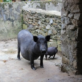 OiE posters on African swine fever now available in&nbsp;Vietnamese