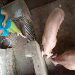 The battle to curb swine fever in Southeast&nbsp;Asia