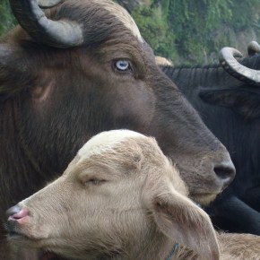 ILRI and India’s National Institute of Animal Biotechnology explore collaboration opportunities in livestock disease diagnostics and vaccine&nbsp;development