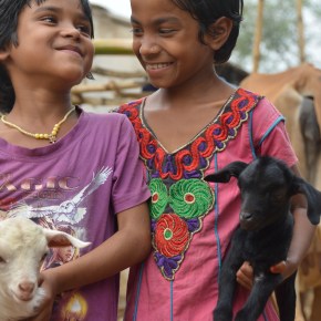 Training on the economics of animal health to improve management of disease threats in&nbsp;India