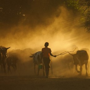 One Health in action: Research by ILRI and partners improves the health of people, animals and the&nbsp;environment