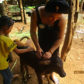 Issue 11 of ILRI East and Southeast Asia newsletter out&nbsp;now