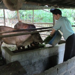 Press release: New livestock-based initiative launched for better livelihoods, nutrition and gender inclusion in the Northwest Highlands of&nbsp;Vietnam